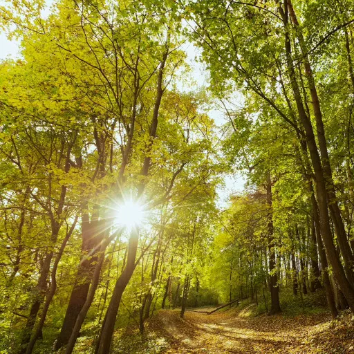 Asta pubblica vendita materiale legnoso – Volturara Irpina